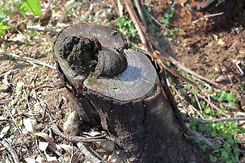 A wombat territory marker. Poo on a tree stump does the trick. Male wombats mark out territories in several ways. Cent deposits, scratch marks and dung mounts are used to Marke out an area of around 2 hectares. The dung is alwise deposited on rocks,  fallen treetrunks ,stumps or any other elevated feature he can find.  Australia,Eamw marsupials,Fall,Geotagged