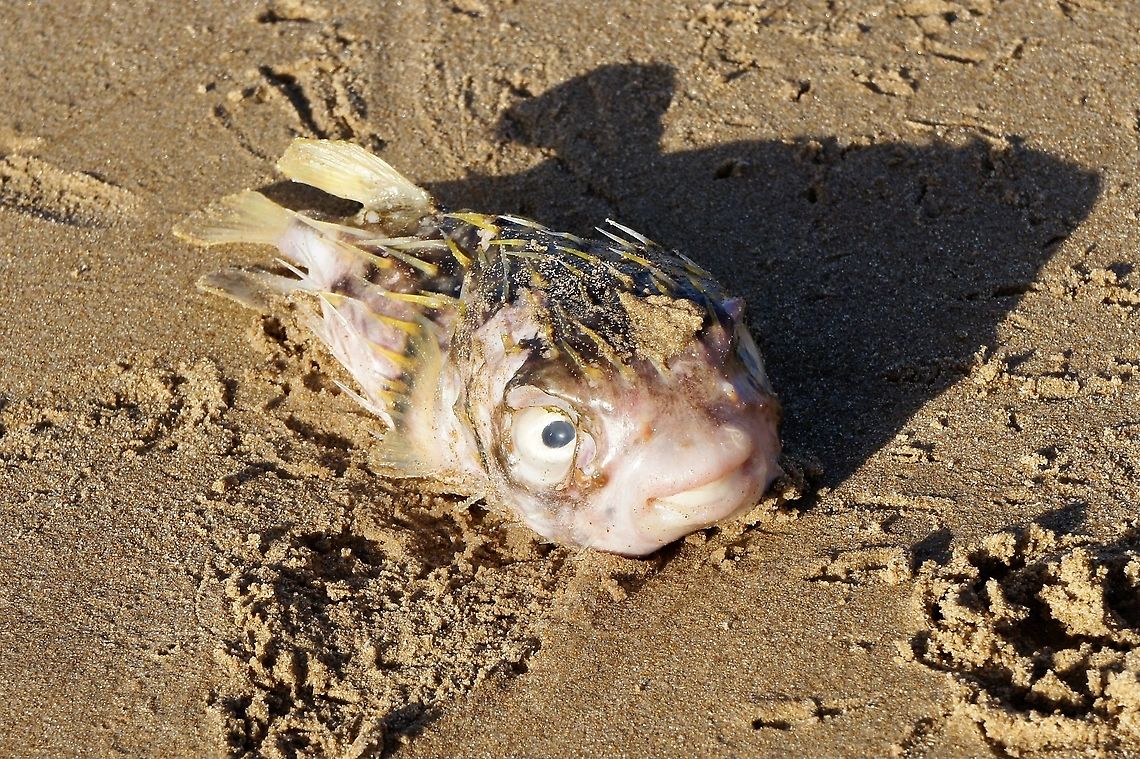 Slender-spines porcupine fish - Diodon nichthemerus Poor fish, washed up on beach . Australia,Diodon nichthemerus,Geotagged,Slender-spined porcupine fish,Summer,eamw fish