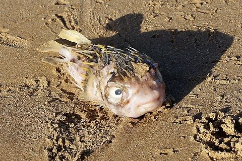 Slender-spines porcupine fish - Diodon nichthemerus Poor fish, washed up on beach . Australia,Diodon nichthemerus,Geotagged,Slender-spined porcupine fish,Summer,eamw fish