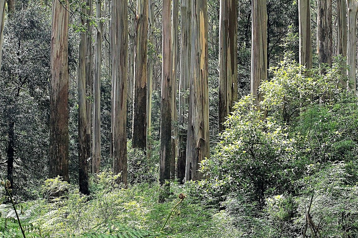 Mountain ash - Eucalyptus regnans  Australia,Eamw eucalyptus,Eamw flora,Eamw native flora,Eucalyptus regnans,Geotagged,Mountain ash