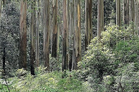 Mountain ash - Eucalyptus regnans  Australia,Eamw eucalyptus,Eamw flora,Eamw native flora,Eucalyptus regnans,Geotagged,Mountain ash