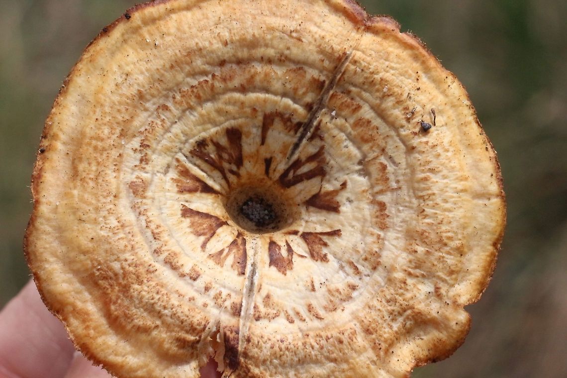 Spring Polipore - Lentinus arcularius  Australia,Eamw fungi,Geotagged,Lentinus arcularius,Spring