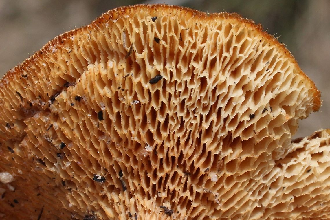 Spring Polypore - Lentinus arcularius Underside displaying pores. Eamw fungi,Lentinus arcularius