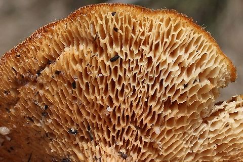 Spring Polypore - Lentinus arcularius Underside displaying pores. Eamw fungi,Lentinus arcularius