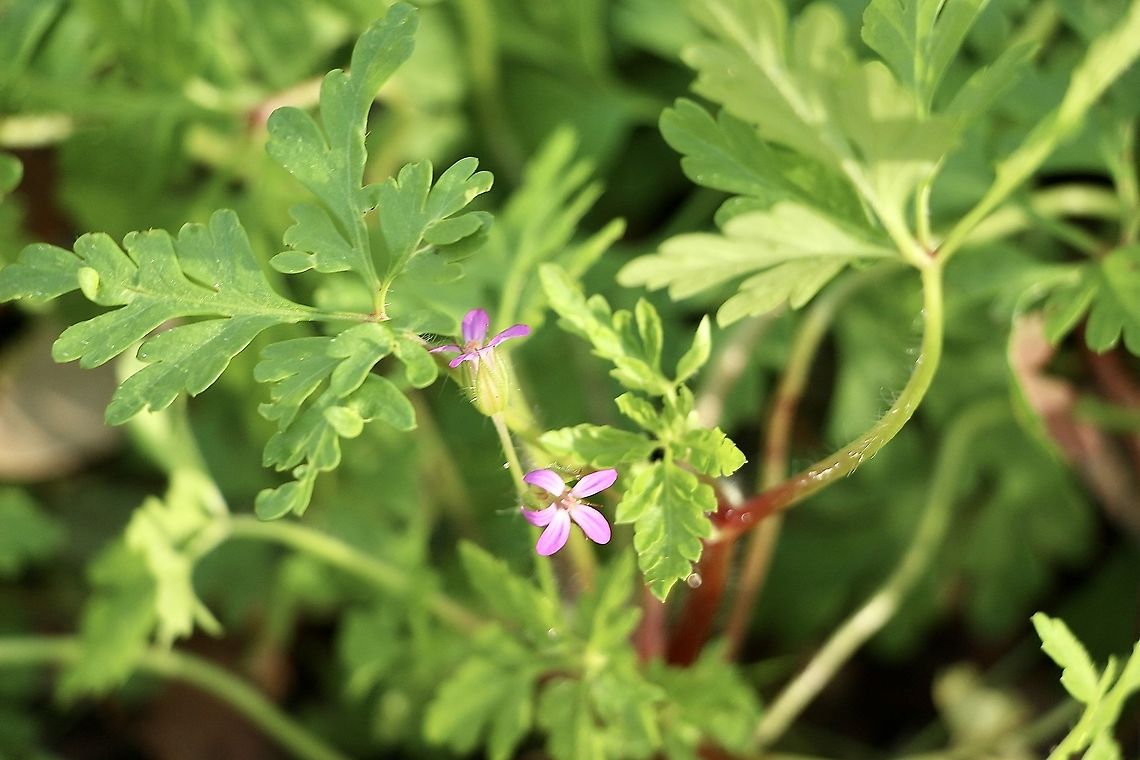Little - robin geranium  - Geranium purpureum  Australia,Eamw flora,Geotagged,Geranium purpureum,Little-robin,Winter