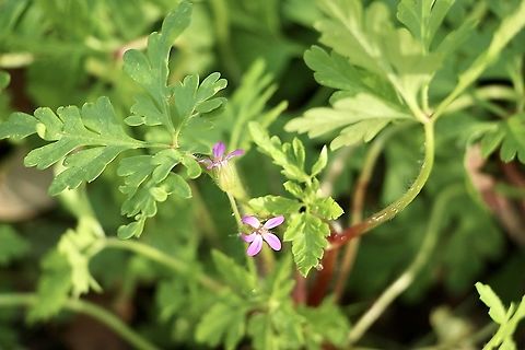 Little - robin geranium  - Geranium purpureum  Australia,Eamw flora,Geotagged,Geranium purpureum,Little-robin,Winter