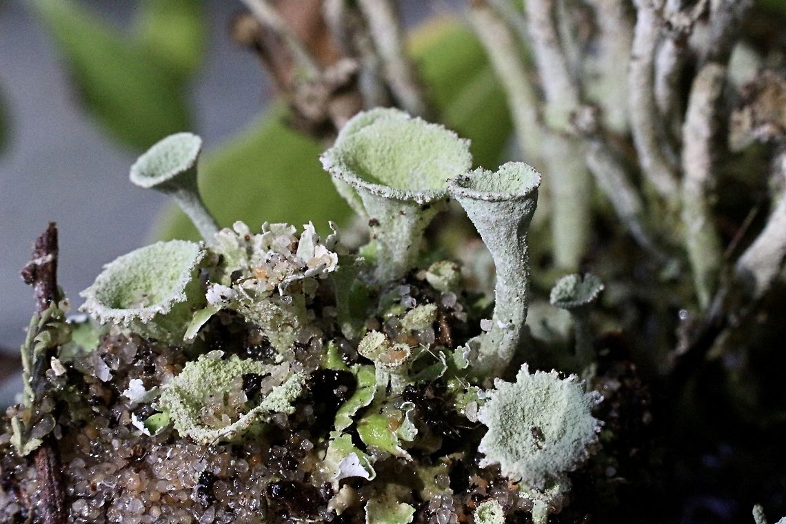 Pixie cup lichen  Australia,Eamw lichen,Geotagged,Winter