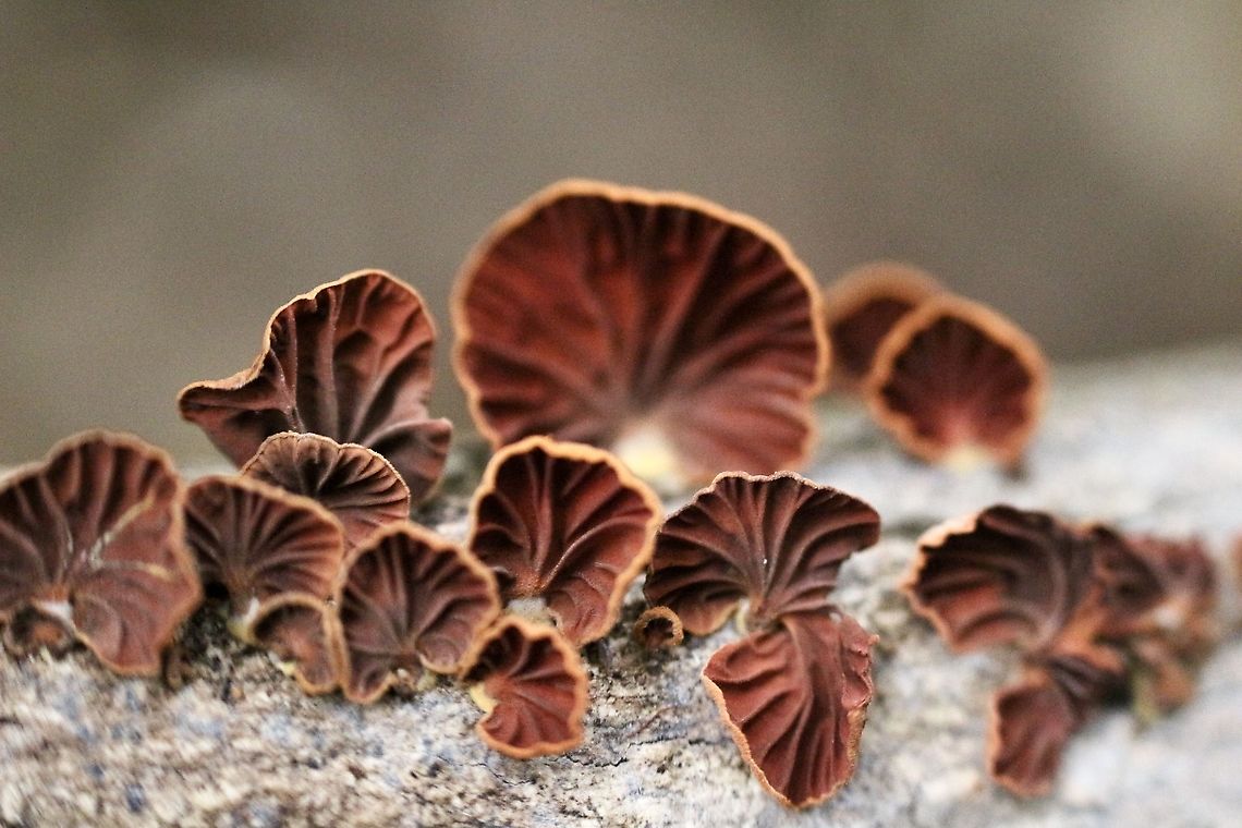Anthracophyllum archeri Underside showing the Gill formation. Anthracophyllum archeri,Australia,Eamw fungi,Fall,Geotagged