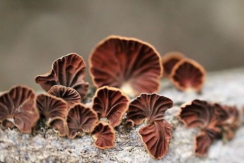 Anthracophyllum archeri Underside showing the Gill formation. Anthracophyllum archeri,Australia,Eamw fungi,Fall,Geotagged