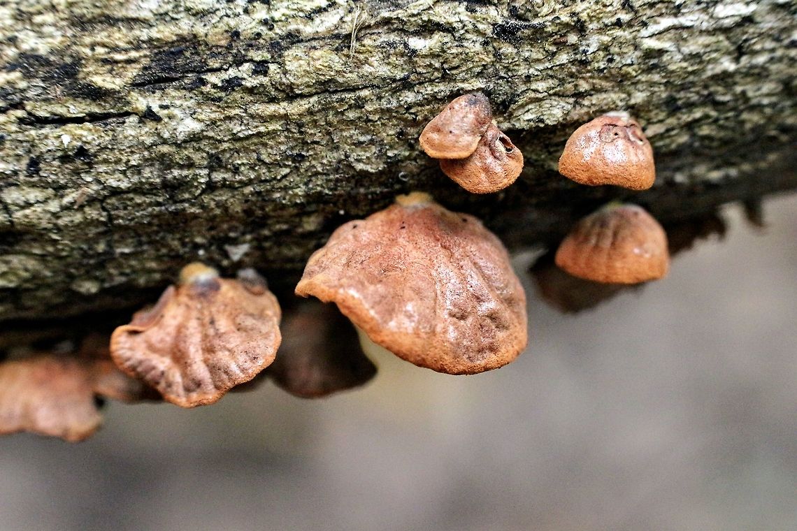 Anthracophyllum archeri The right side up. Anthracophyllum archeri,Australia,Eamw fungi,Fall,Geotagged