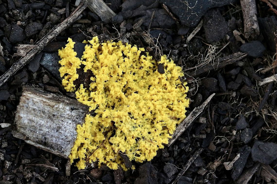 Dog Vomit fungi - Genus - Fuligo Growing on burned sharcoal . Australia,Fall,Geotagged,eamw slime moulds