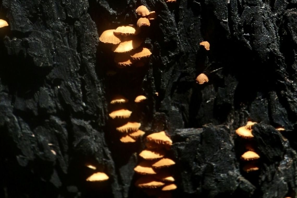 Unidentified gilled bracket fungus On a life but burned eucalyptus tree trunk. Australia,Eamw fungi,Geotagged,Winter