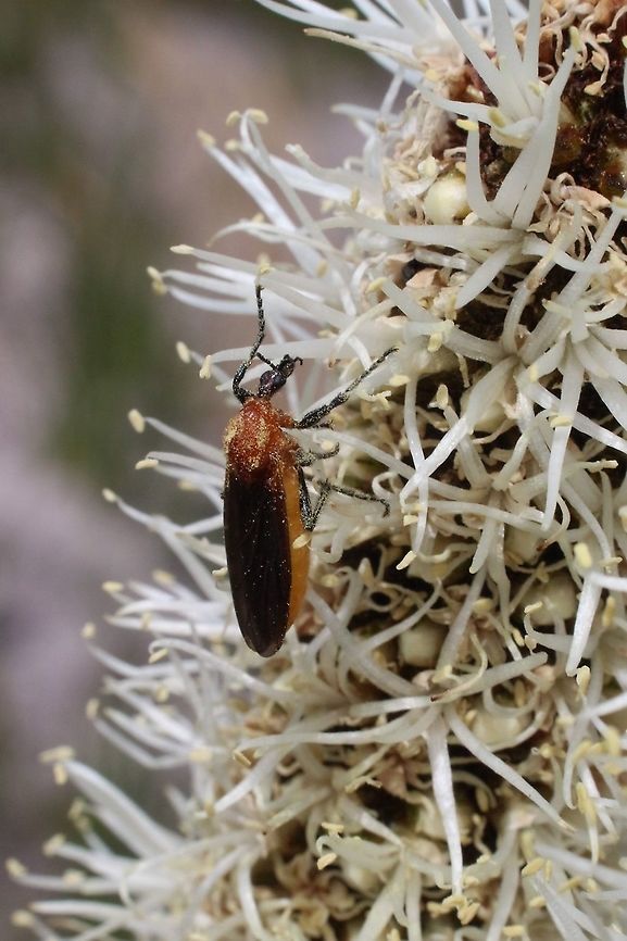 Bibio imitator  Australia,Australian garden maggot,Bibio imitator,Geotagged,Spring,eamw flies