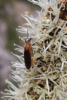 Australian garden maggot