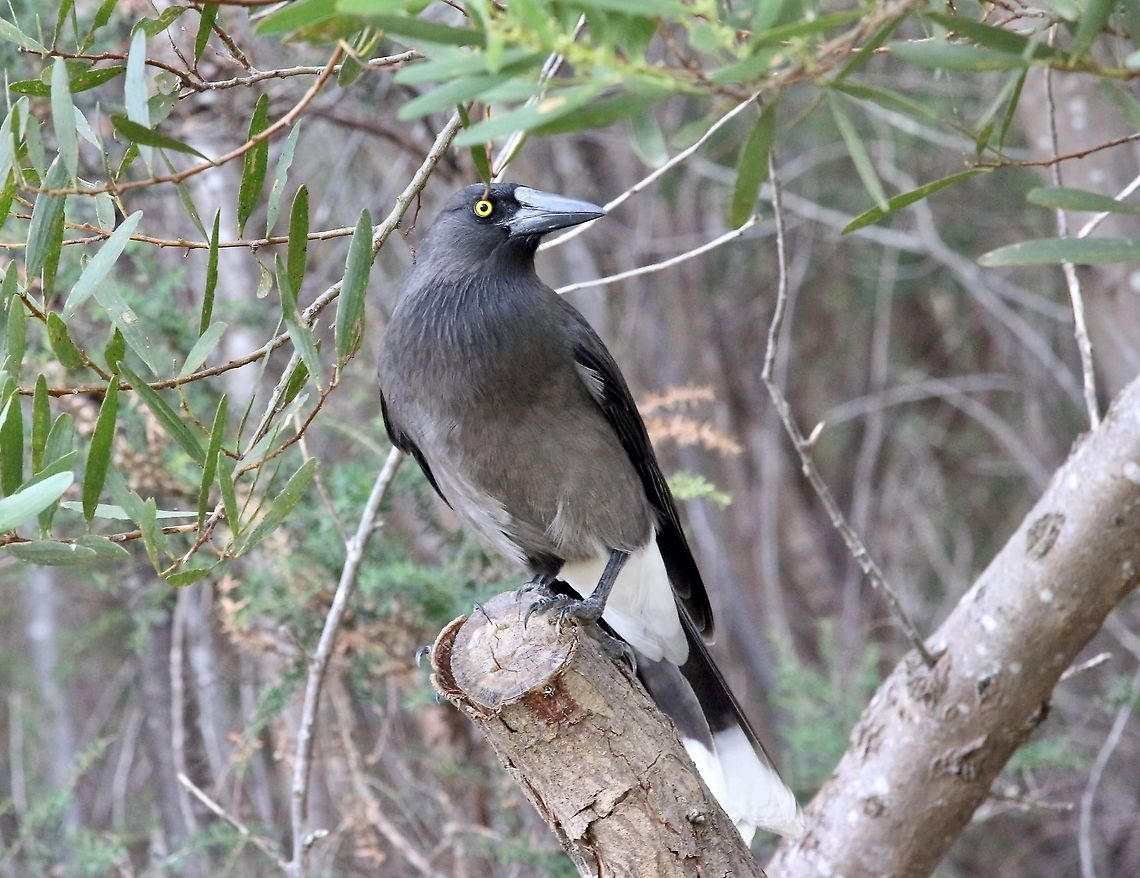 Grey currawong - Strepera versicolor  Australia,Birds Skye,Eamw birds,Fall,Geotagged,Grey currawong,Strepera versicolor