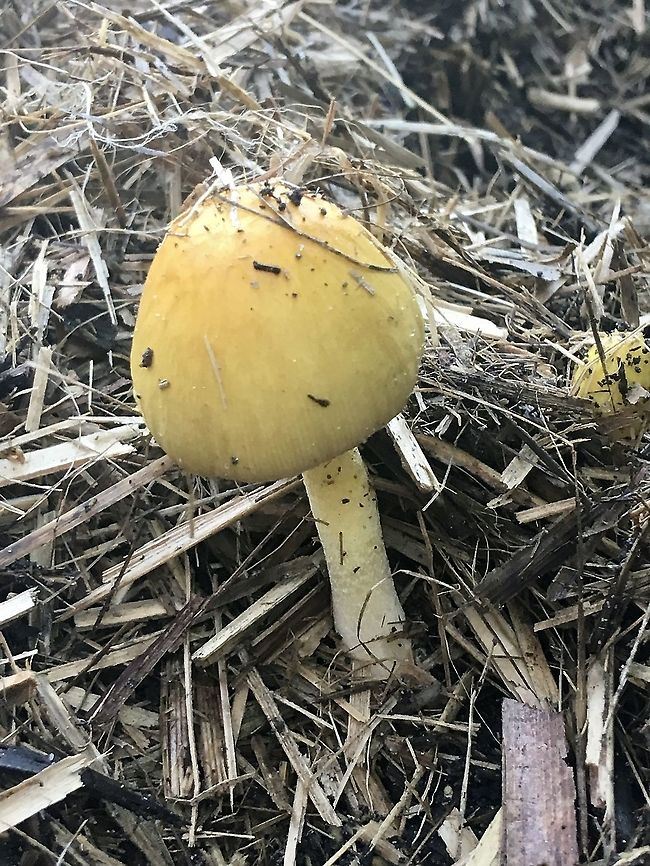Bolbitius titubans A common mushroom  Australia,Bolbitius titubans,Eamw fungi,Fall,Geotagged
