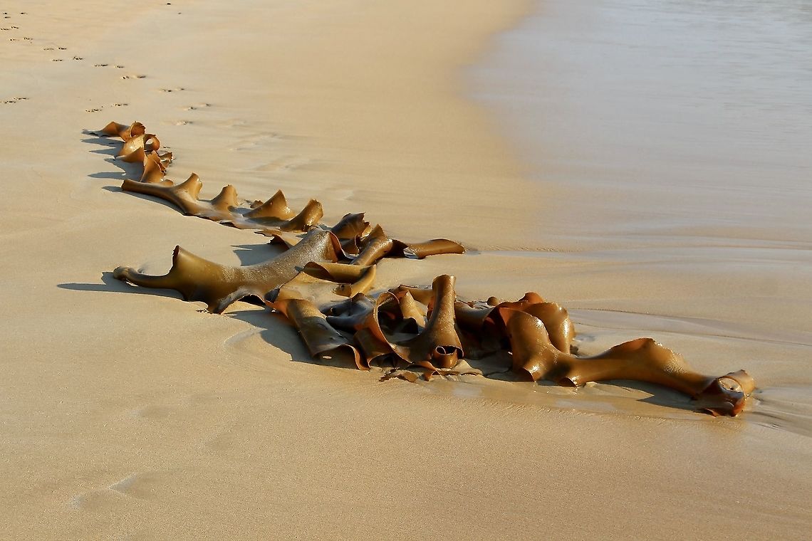 Bull kelp - Genus - Durvillaea Genus -Durvillaea has two species ( D. potatorum and D. amatheiae.  Australia,Durvellaea potatorum,Durvillaea amatheiae,Durvillaea potatorum,Eamw flora,Eamw marine,Giant Keli