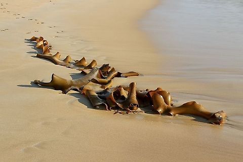 Bull kelp - Genus - Durvillaea Genus -Durvillaea has two species ( D. potatorum and D. amatheiae.  Australia,Durvellaea potatorum,Durvillaea amatheiae,Durvillaea potatorum,Eamw flora,Eamw marine,Giant Keli
