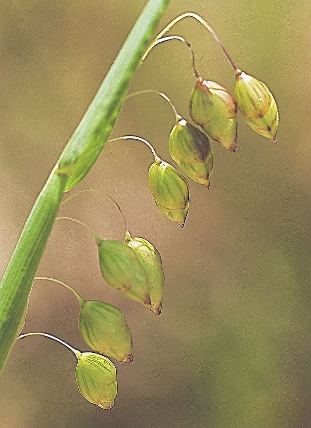 Quacking grass, genus - Briza  Australia,Eamw flora,Geotagged,Spring