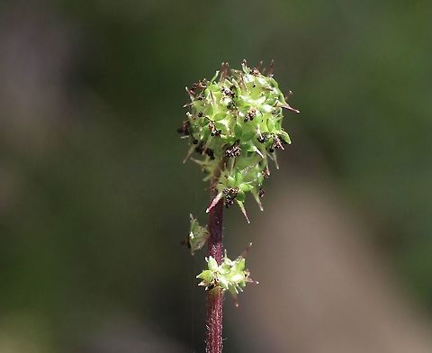 Sheep’s Burr,-  Acaena echinata  Acaena echinata,Australia,Eamw flora,Geotagged,Spring