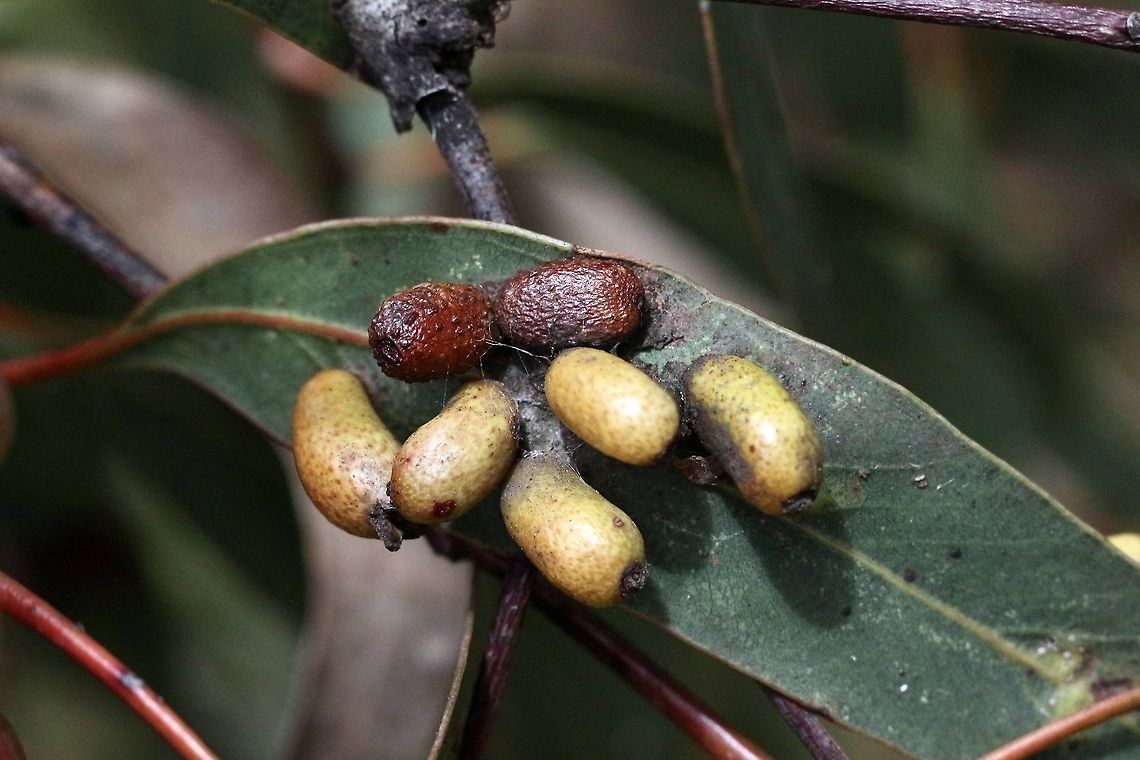 Unidentified galls on eucalyptus leaf  Australia,Eamw galls,Geotagged,Spring