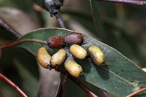 Unidentified galls on eucalyptus leaf  Australia,Eamw galls,Geotagged,Spring