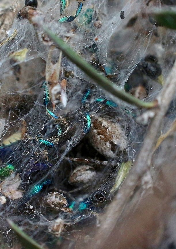 Foliage webbing spider - Phryganoporus candidus Close up of part of the spider web and spiders Australia,Eamw spiders,Foliage webbing spider,Geotagged,Phryganoporus candidus,Spring