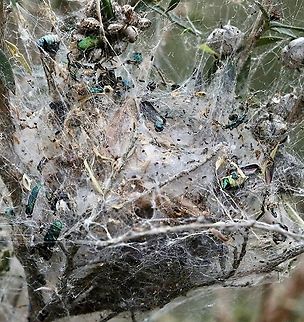 Foliage webbing spider - Phryganoporus candidus  Australia,Eamw spiders,Foliage webbing spider,Geotagged,Phryganoporus candidus,Spring