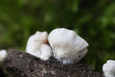Genus - Crepidotus  Australia,Eamw fungi,Geotagged,Winter