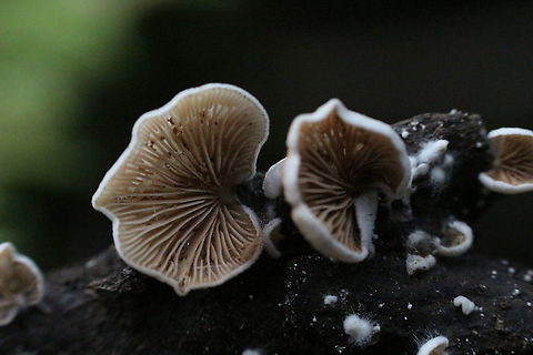 Genus - Crepidotus Underside to show gill formation  Australia,Eamw fungi,Geotagged,Winter