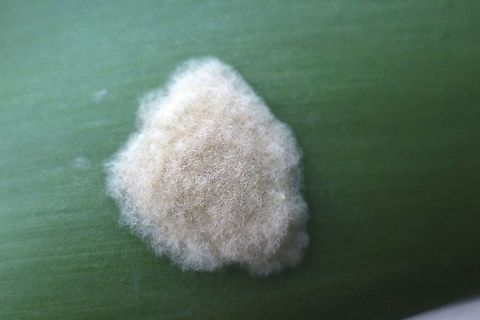 Unidentified- growing on a eucalyptus leaf Possibly gall growth from - Cynipidae Australia,Fall,Geotagged,eamw unidentified