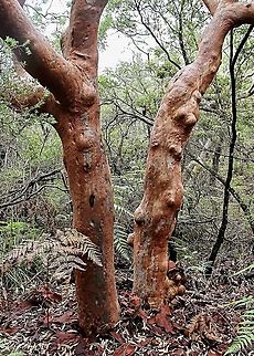 Genus - Angophora  Australia,Eamw flora,Geotagged,Summer