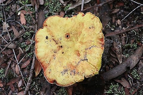 Unidentified species of Boletellus  Australia,Eamw bolete,Eamw fungi,Geotagged,Summer