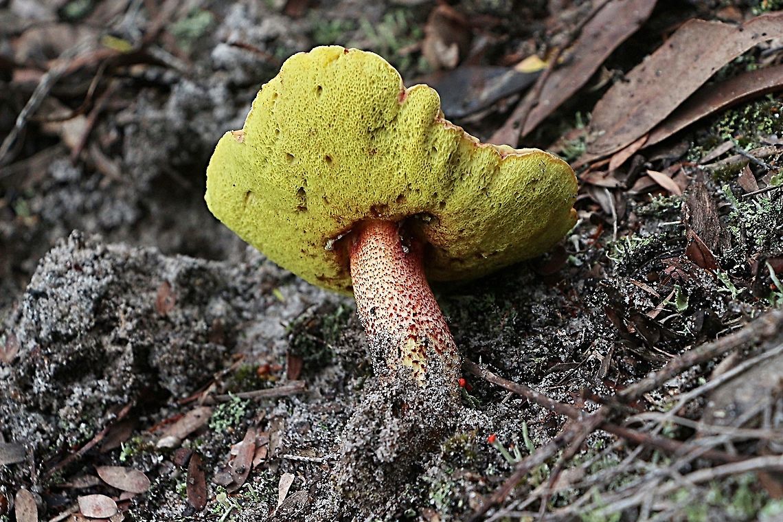 Unidentified species of Boletellus  Australia,Eamw bolete,Eamw fungi,Geotagged,Summer