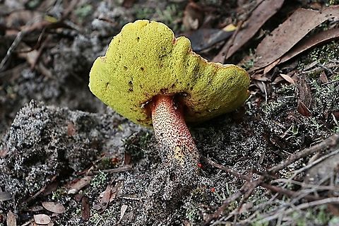 Unidentified species of Boletellus  Australia,Eamw bolete,Eamw fungi,Geotagged,Summer