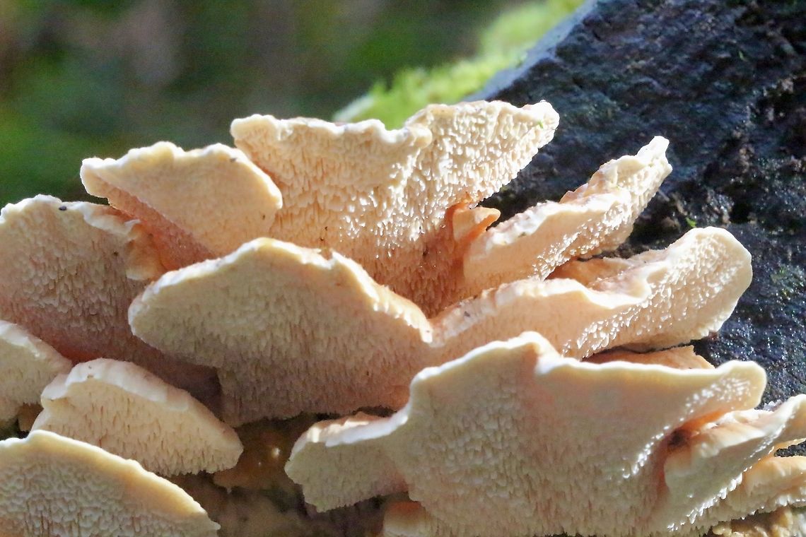 Cerrena zonata Found in a Cool Temperate Rainforest  Australia,Cerrena zonata,Eamw fungi,Geotagged,Winter