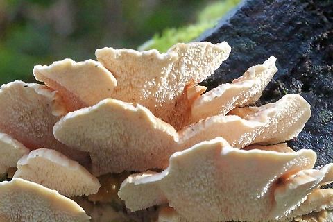 Cerrena zonata Found in a Cool Temperate Rainforest  Australia,Cerrena zonata,Eamw fungi,Geotagged,Winter
