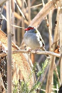 Red-browned finch - Neochmia temporalis  Australia,Eamw birds,Geotagged,Neochmia temporalis,Red-browed finch,Winter