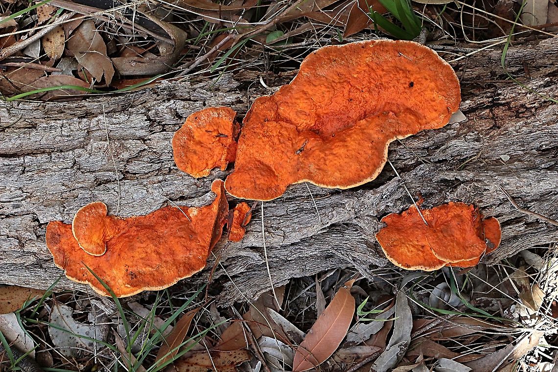 Southern cinnabar polypore - Trametes coccinea  Australia,EW polypore,Eamw fungi,Geotagged,Southern Cinnabar Polypore,Spring,Trametes coccinea