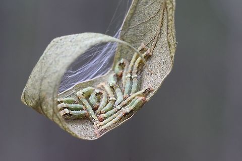 Autumn Gum Moth - Mnesampela privata  Australia,Autumn Gum Moth,Eamw caterpillars,Eamw moth,Fall,Geotagged,Mnesampela ew,Mnesampela privata,Moth Week 2021