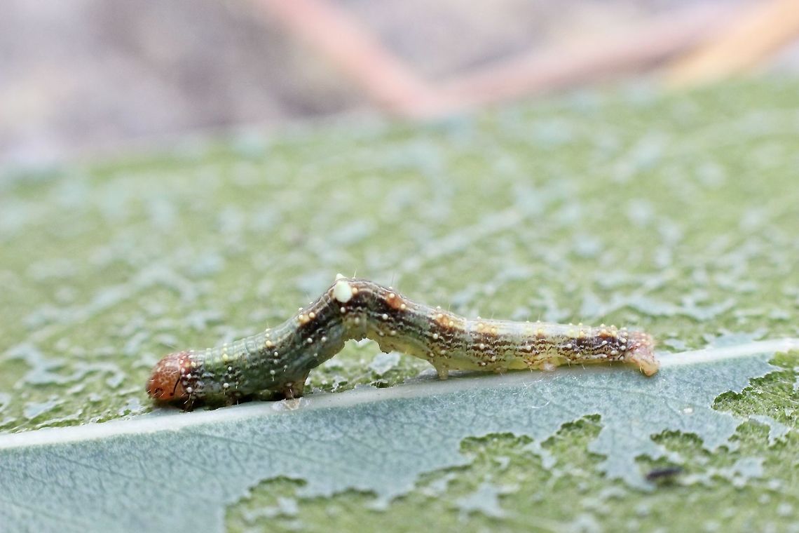 Autumn Gum Moth - Mnesampela privata, Mnesampela ew Individual caterpillar  Australia,Autumn Gum Moth,Eamw caterpillars,Eamw moth,Fall,Geotagged,Mnesampela privata,Moth Week 2021