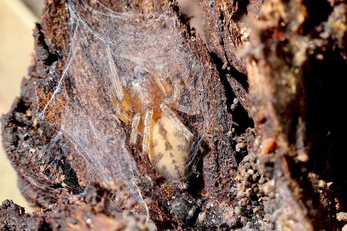 Stout sac spider - Clubiona robusta  Australia,Clubiona robusta,Eamw spiders,Geotagged,Spring,Stout sac spider