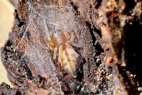 Stout sac spider - Clubiona robusta  Australia,Clubiona robusta,Eamw spiders,Geotagged,Spring,Stout sac spider