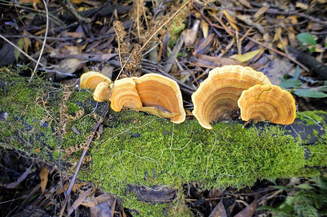 Stereum versicolor                Australia,Eamw fungi,Geotagged,Stereum versicolor,Winter