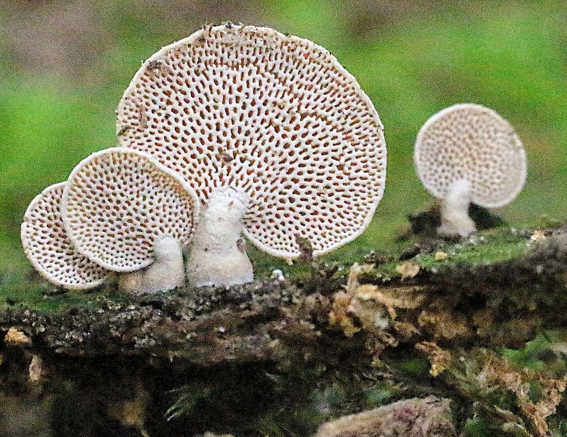 Panellist luxfilamentus  Australia,Eamw fungi,Geotagged,Panellus luxfilamentus,Winter