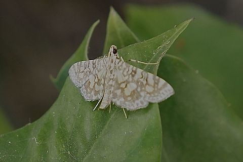 Glyphodes onychinalis  Australia,Eamw moth,Fall,Geotagged,Glyphodes ew,Glyphodes onychinalis