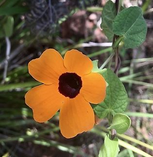 Black-eyed Susan - Thunberggia alata Black-eyed Susan (Thunbergia alata) is regarded as an environmental weed in New South Wales and Queensland. It is also a potential environmental weed or "sleeper weed" in Western Australia and the Northern Territory.  Black-eyed Susan vine,Eamw flora,Thunbergia alata,introduced weed
