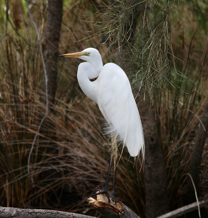 Eastern Great Egret - Ardea Alba modesta  Ardea alba modesta,Australia,Birds Budgewoi,Eamw birds,Eastern Great Egret,Geotagged