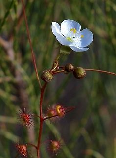 Bridal rainbow - Drosera macrantha  Australia,Bridal rainbow,Drosera macrantha,Eamw flora,Geotagged,Winter