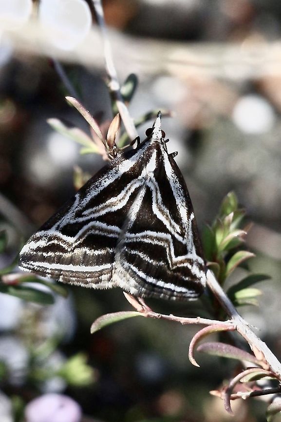 Ceremonial Heath moth- Dichromodes confluaria  Ceremonial Heath Moth,Dichromodes confluaria,Eamw moth,Vic,Winchelsea